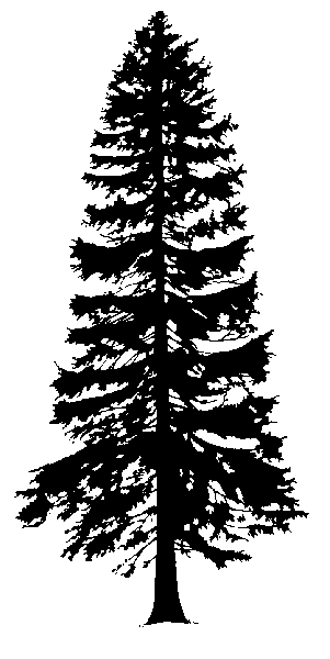 Silhouette of Western redcedar