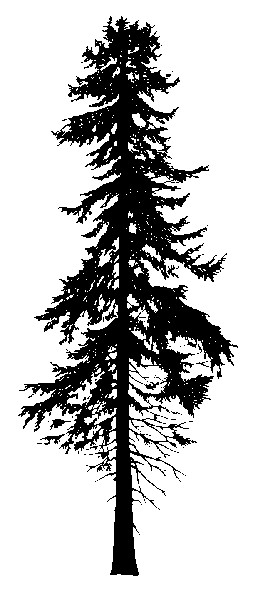 Silhouette of Douglas-fir