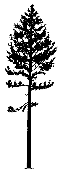 Silhouette of Lodgepole pine