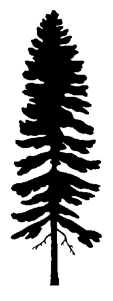 Silhouette of Interior spruce